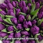 Тюльпаны свежие оптом к 8 марта.